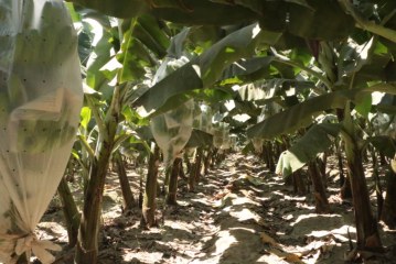 INICIA COSECHA DE BANANO ORGÁNICO EN VALLE VIEJO DE OLMOS