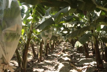 INICIA COSECHA DE BANANO ORGÁNICO EN VALLE VIEJO DE OLMOS