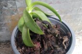 TESTIMOMIO DE VIDA: LA PLANTITA DE LA FELICIDAD QUE SE RESISTE A MORIR