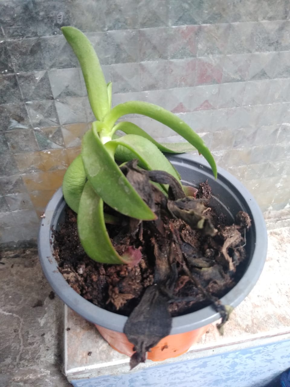 TESTIMOMIO DE VIDA: LA PLANTITA DE LA FELICIDAD QUE SE RESISTE A MORIR